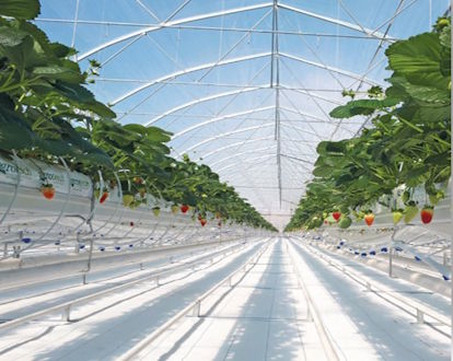 Multi-layer Greenhouse Plastic: Why It’s Important for Modern Agriculture thumbnail