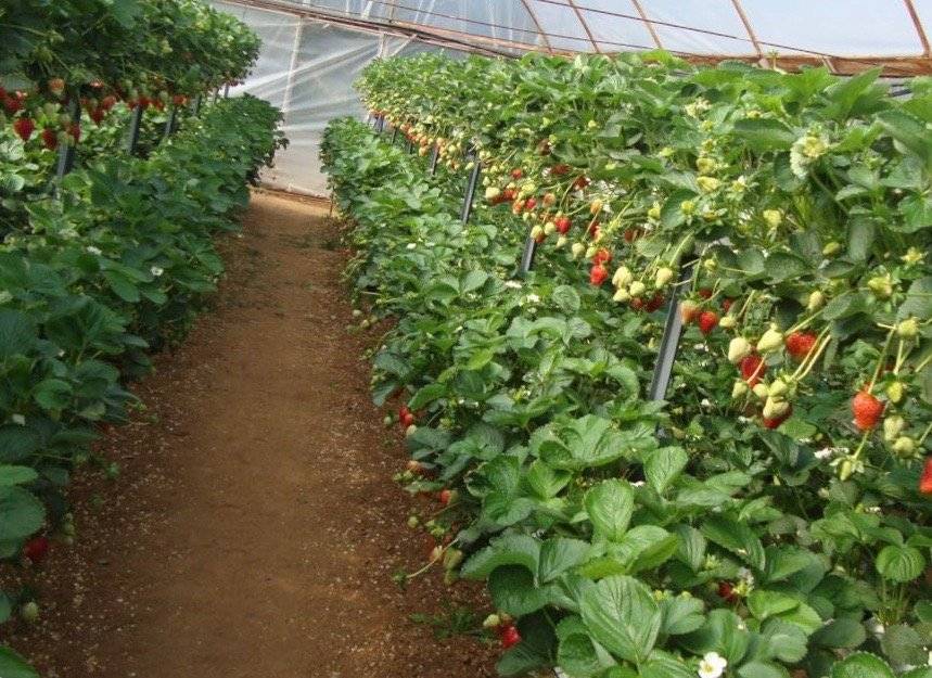 Greenhouse Installation