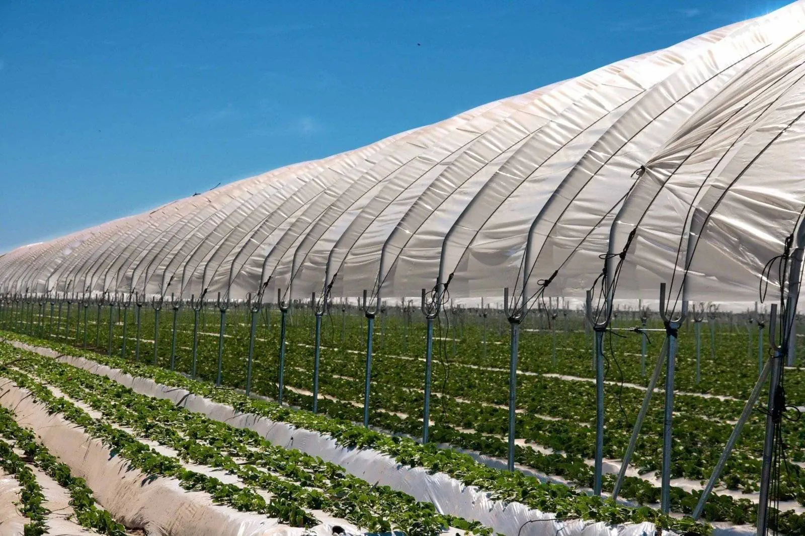 Agricultural Coverage