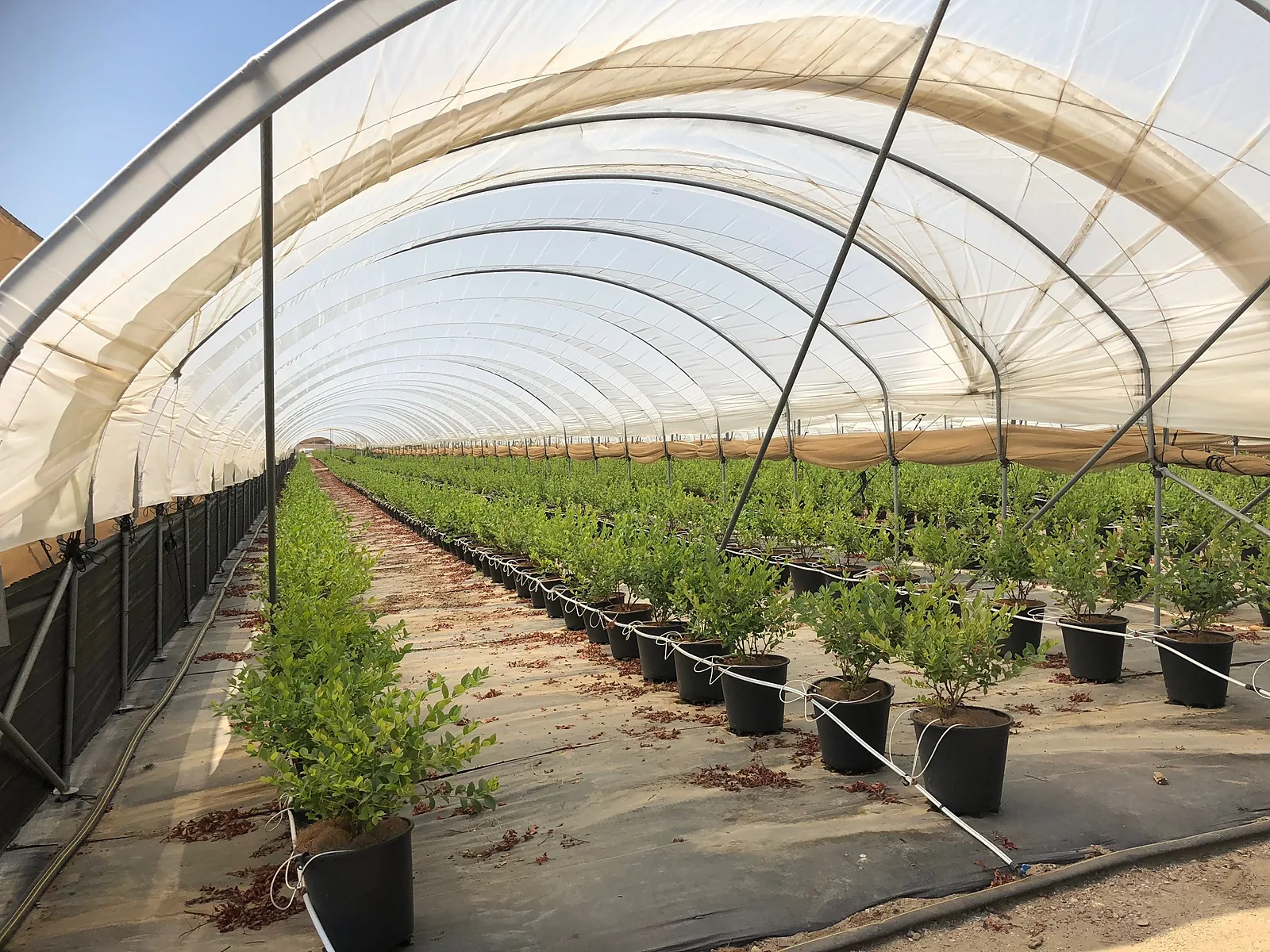 Rows of potted blueberry plants beneath a translucent plastic hoop-house cover in Moorpark, California.