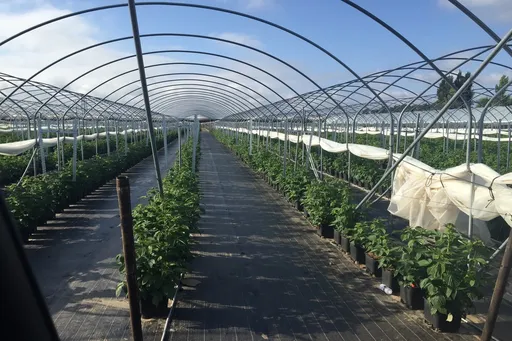 Black weed control mat installed in greenhouse walkway between crop rows
