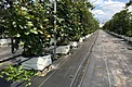 Black weed control mat installed in greenhouse aisle beside container-grown crop rows