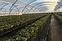 Crop rows growing under diffused greenhouse plastic with even light distribution