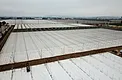 Aerial view of white weed control mat installed across a commercial greenhouse site