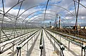 White weed control mat installed between crop rows in a hoop house
