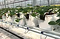 White ground cover under strawberry rows in a greenhouse