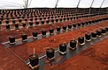 Black weed control mat used under potted crop rows in a greenhouse