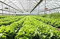 Diffused (white) Greenhouse Plastic 50% light balance & heat control for healthier crops main image
