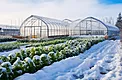 Over Winter Plastic better tear strength reduce the loss of energy superior protection for winter growing main image