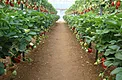 Over Winter Plastic better tear strength reduce the loss of energy superior protection for winter growing gallery image 4