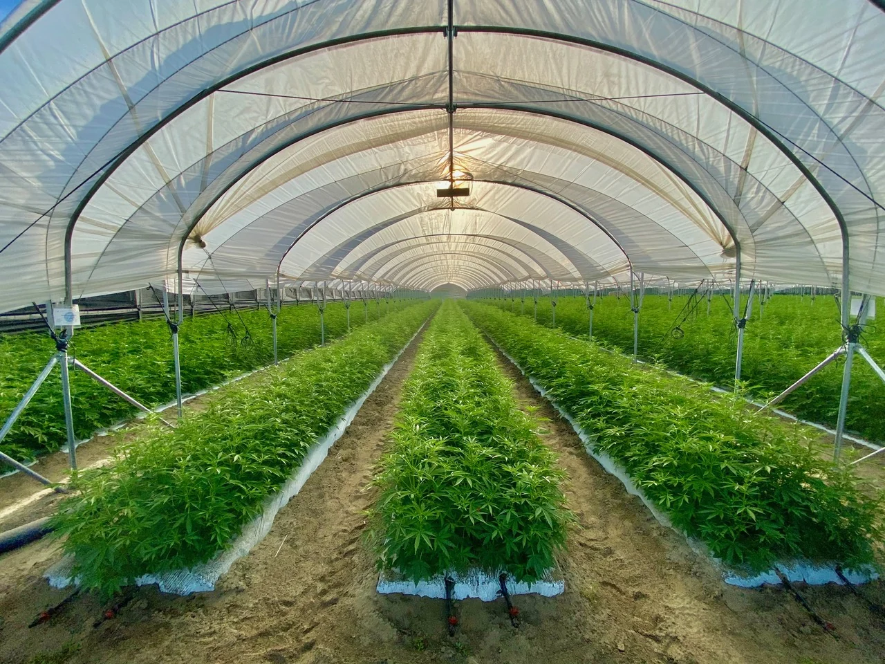 Coachella Cannabis Autoflower Hoop Houses thumbnail