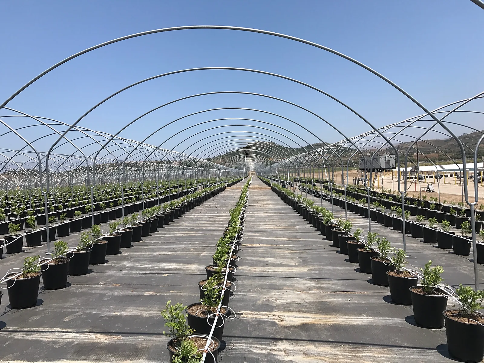 24 ft hoop structure with three rows of substrate blueberries and black weed mat