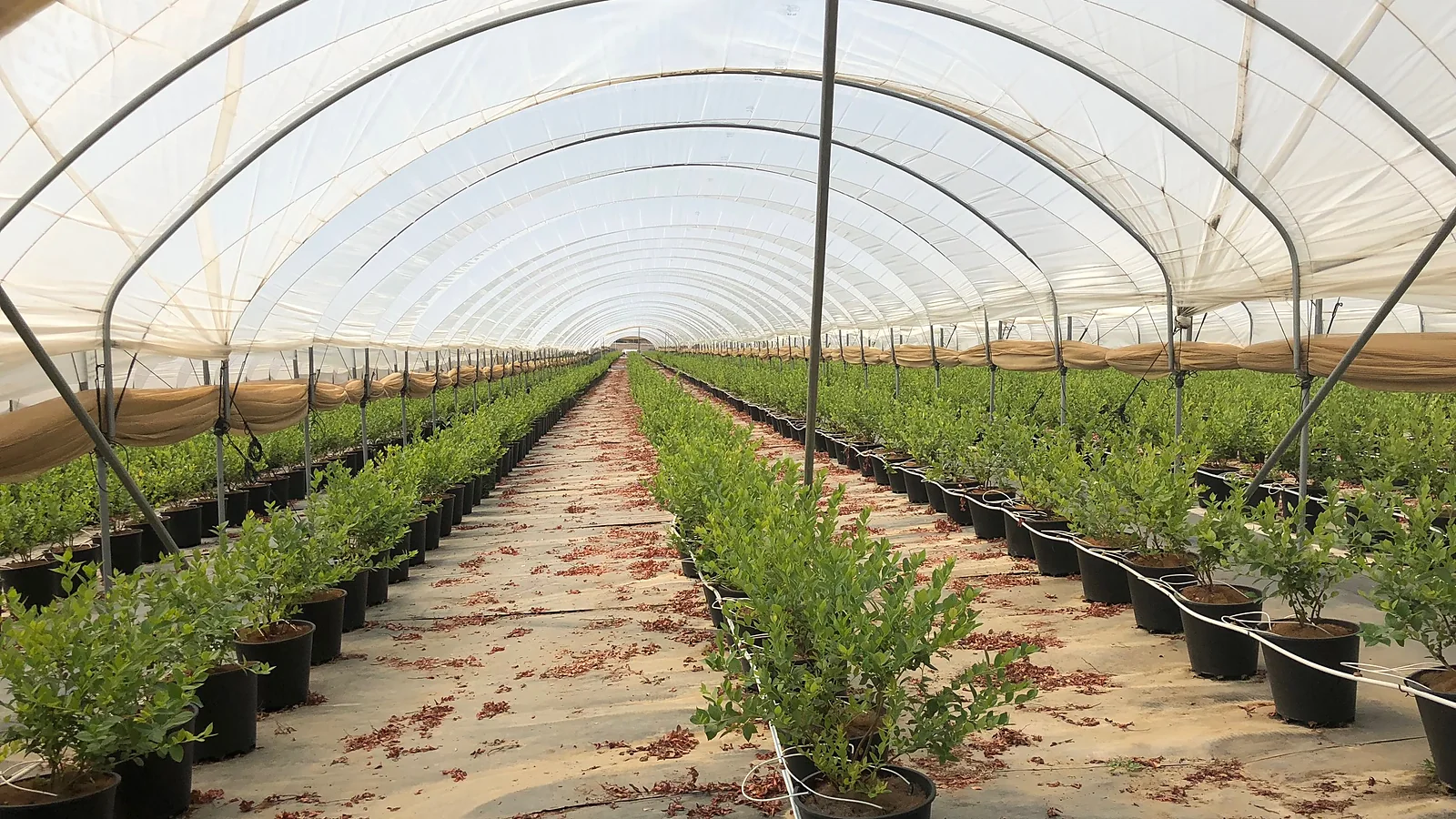 24 ft wide substrate blueberry hoop house with three crop rows under hoop-house plastic