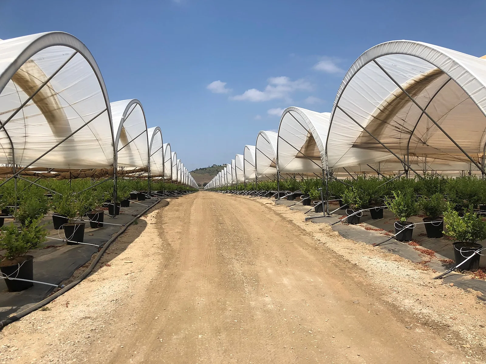 Hoop house plastic with 65 percent diffusion over substrate raspberry production rows