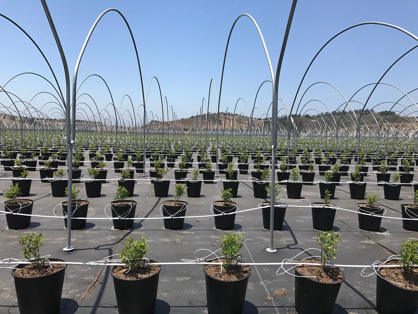 25 liter substrate pots used for strawberry production inside hoop house
