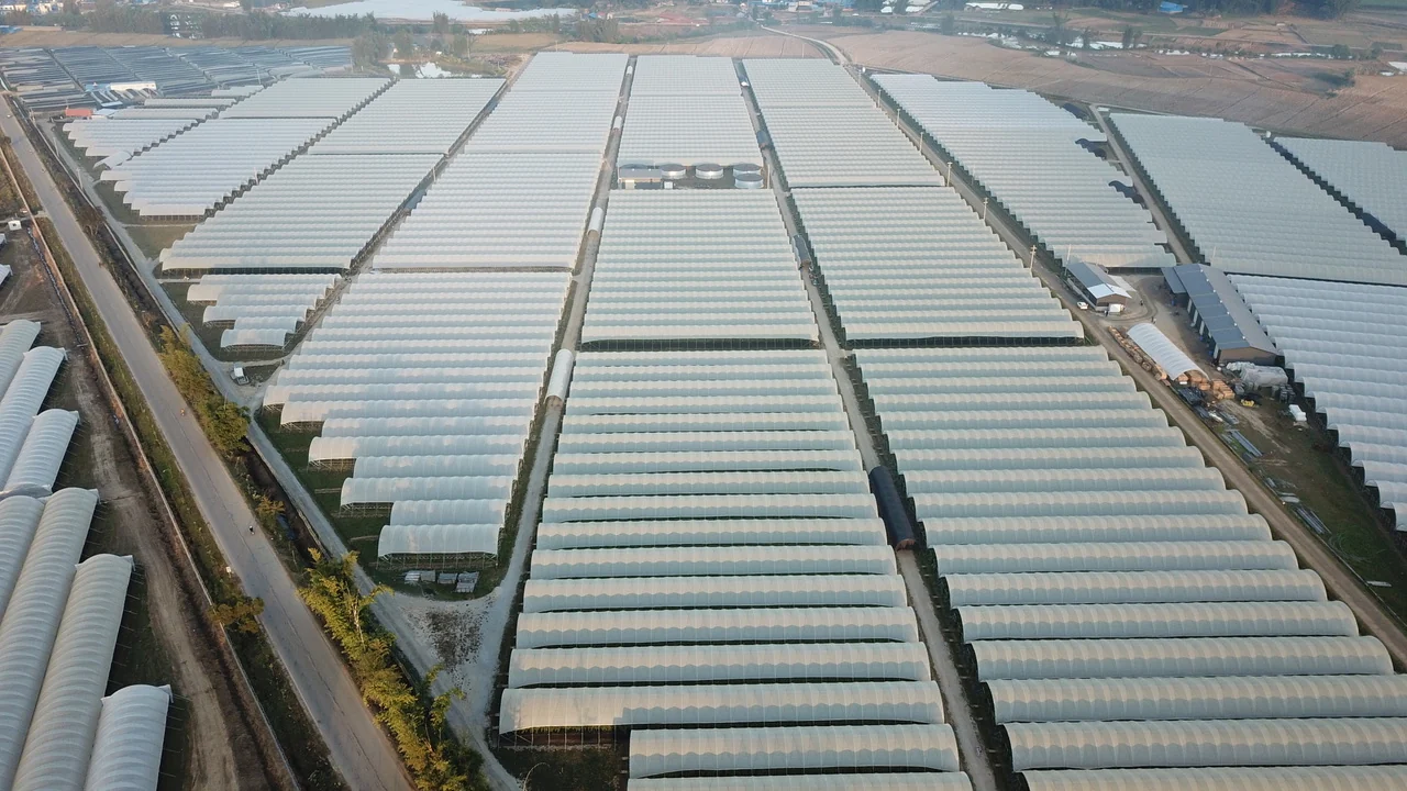 Xishuangbanna Substrate Raspberry Hoop Houses thumbnail
